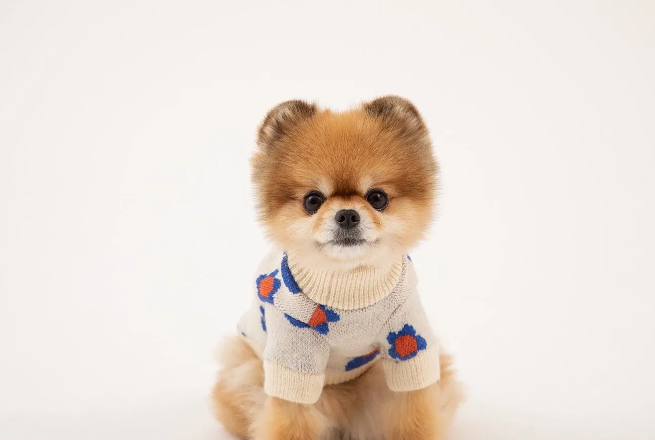 Korean Design Daisy Knitted Jumper for Dogs / Cats